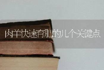 肉羊快速育肥的几个关键点