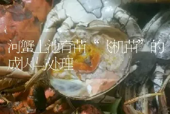 河蟹土池育苗“飞机苗”的成因与处理