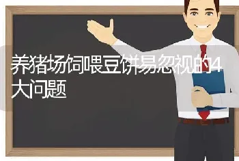 养猪场饲喂豆饼易忽视的4大问题