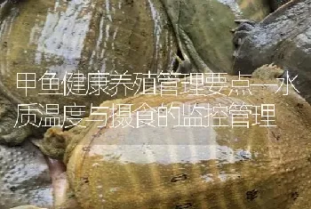 甲鱼健康养殖管理要点—水质温度与摄食的监控管理