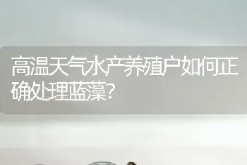 高温天气水产养殖户如何正确处理蓝藻?