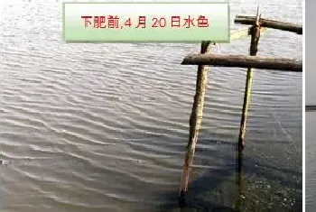 4-5月份龙虾河蟹塘长期水浑怎么办?