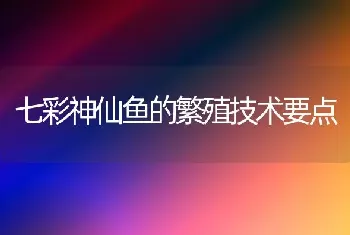 七彩神仙鱼的繁殖技术要点