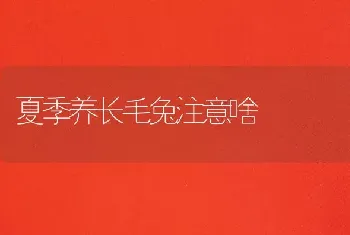 夏季养长毛兔注意啥