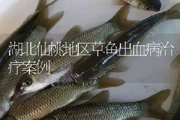 湖北仙桃地区草鱼出血病治疗案例