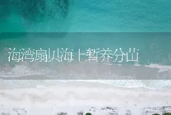 海湾扇贝海上暂养分苗