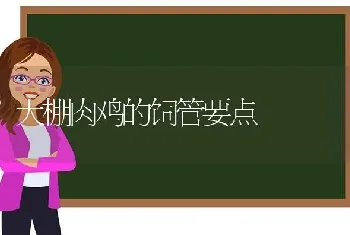 大棚肉鸡的饲管要点