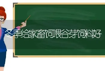 冬季给家畜饲喂谷芽饲料好