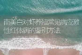 南美白对虾养殖常见病应激性红体病的鉴别方法