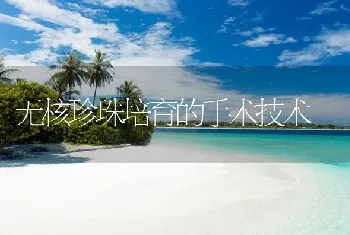 无核珍珠培育的手术技术