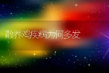 散养鸡疾病为何多发