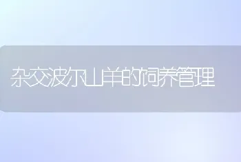 杂交波尔山羊的饲养管理