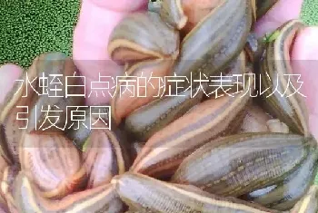 水蛭白点病的症状表现以及引发原因