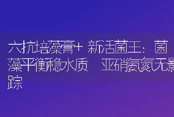 六抗培藻膏+新活菌王：菌藻平衡稳水质 亚硝氨氮无影踪