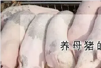 养母猪的猪圈怎么建