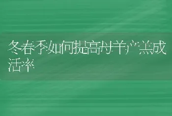 冬春季如何提高母羊产羔成活率