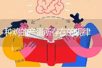 种鸡的产蛋所存在的规律