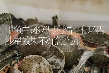 甲鱼白斑病用利福平和环丙沙星效果不好怎么办