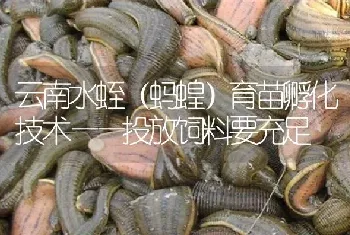 云南水蛭(蚂蝗)育苗孵化技术——投放饲料要充足