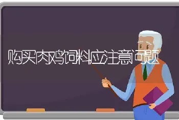 购买肉鸡饲料应注意问题