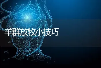 羊群放牧小技巧