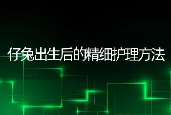 仔兔出生后的精细护理方法