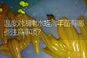 温度对湖南水蛭青年苗有哪些注意事项?