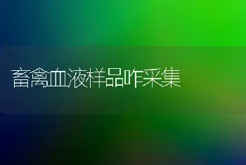 畜禽血液样品咋采集