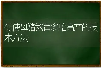 促使母猪繁育多胎高产的技术方法