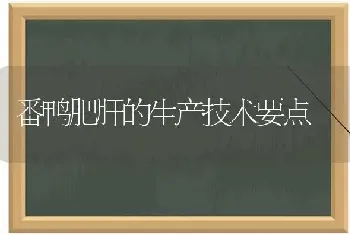 番鸭肥肝的生产技术要点