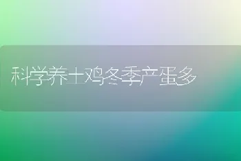 科学养土鸡冬季产蛋多