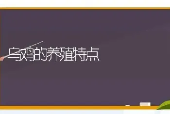 乌鸡的养殖特点