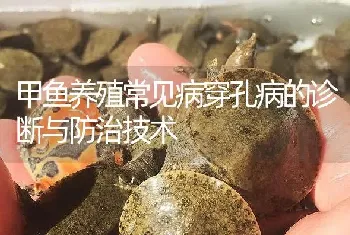 甲鱼养殖常见病穿孔病的诊断与防治技术