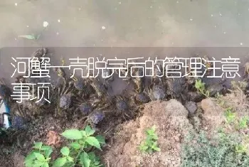 河蟹一壳脱完后的管理注意事项