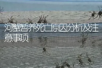 河蟹暂养死亡原因分析及注意事项