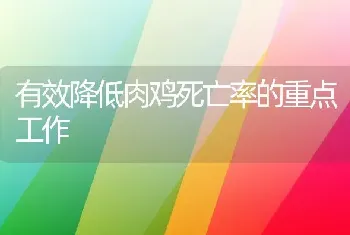 有效降低肉鸡死亡率的重点工作