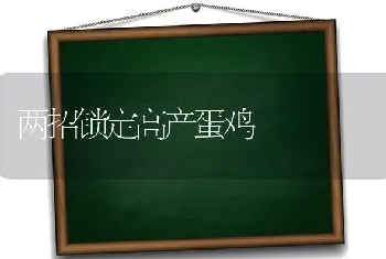 两招锁定高产蛋鸡