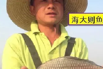 百容鲫鱼养殖模式好 每亩增收超千元