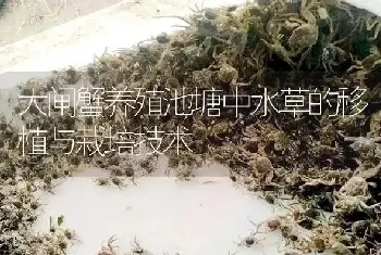 大闸蟹养殖池塘中水草的移植与栽培技术