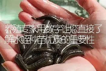 养殖专家用数字让您直接了解水蛭种苗优质的重要性