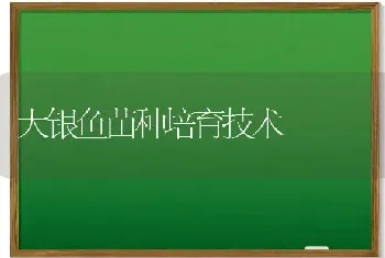 大银鱼苗种培育技术