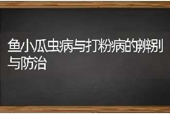 鱼小瓜虫病与打粉病的辨别与防治