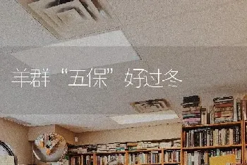 羊群“五保”好过冬