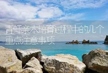 青虾亲本培育过程中的几个重点注意事项