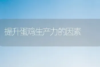 提升蛋鸡生产力的因素