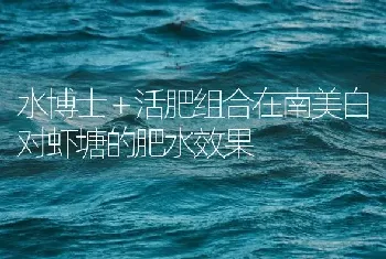 水博士＋活肥组合在南美白对虾塘的肥水效果