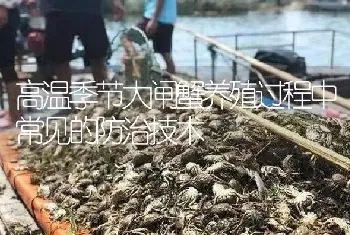 高温季节大闸蟹养殖过程中常见的防治技术