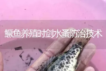 鳜鱼养殖时剑水蚤防治技术