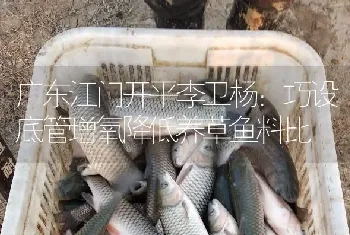 广东江门开平李卫杨：巧设底管增氧降低养草鱼料比