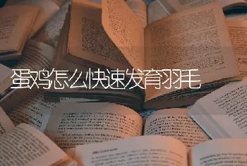 蛋鸡怎么快速发育羽毛